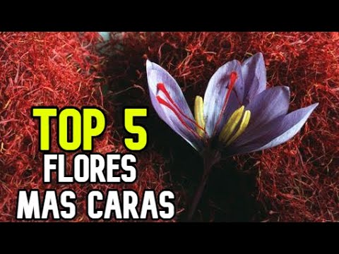 cual es la flor mas cara