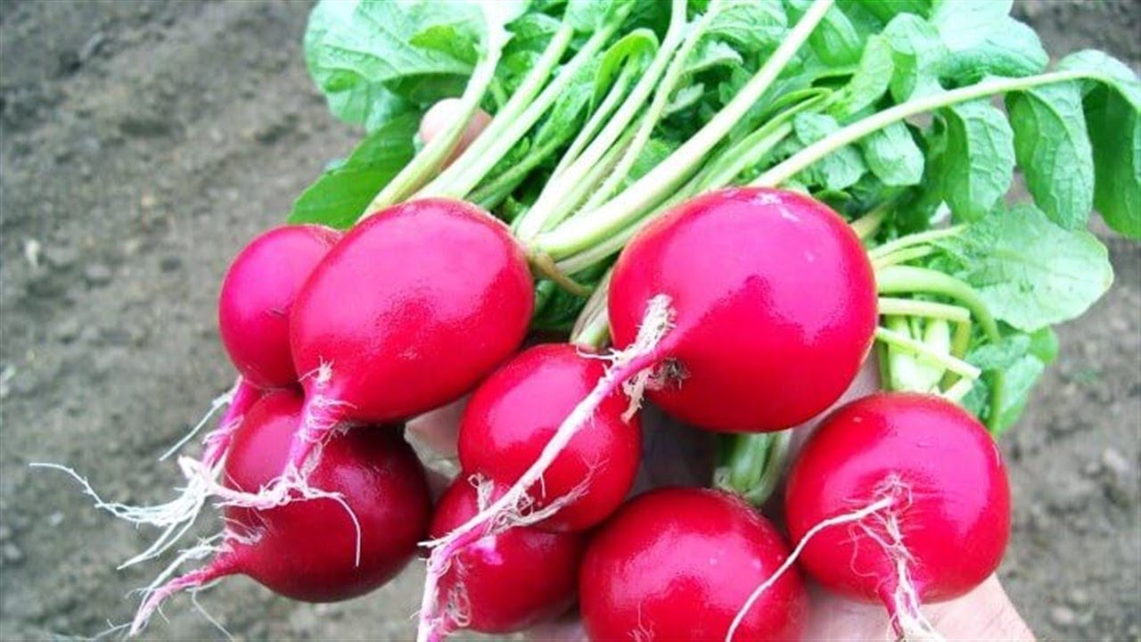 para que sirve el jarabe de rabano