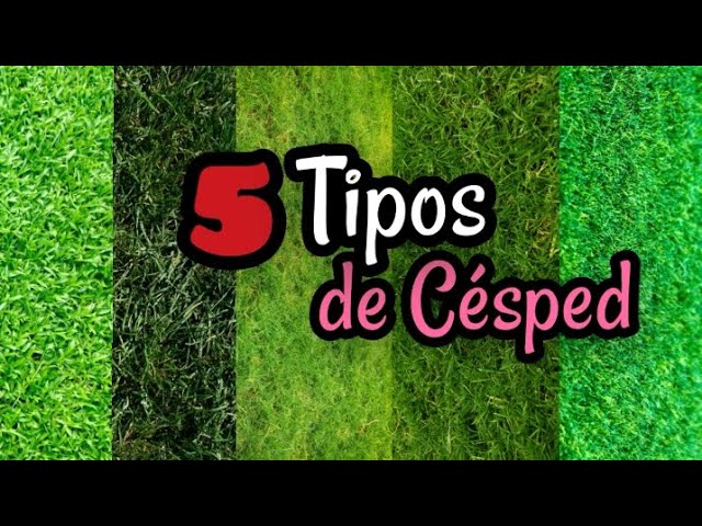 cual es el mejor pasto para jardin