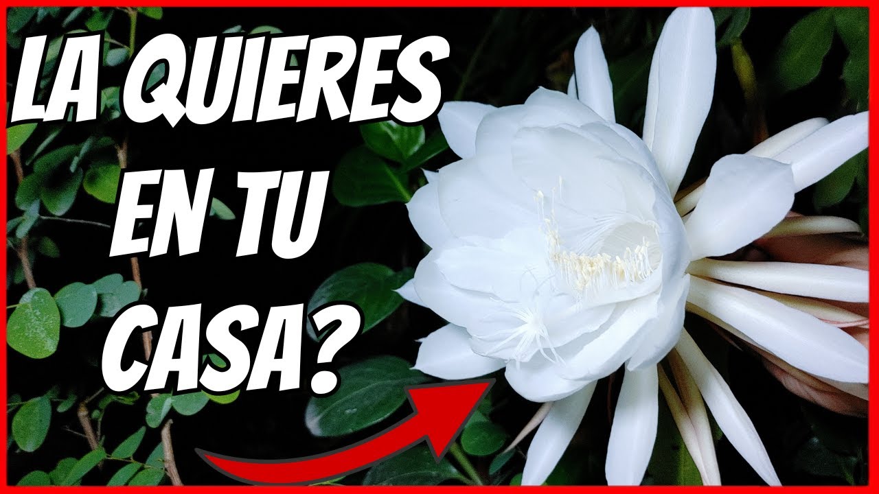 la dama de noche quiere sol o sombra