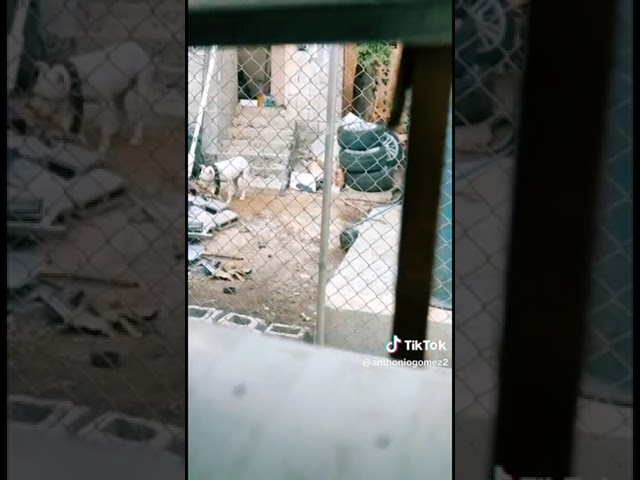 mi perro no para de dar vueltas por la casa