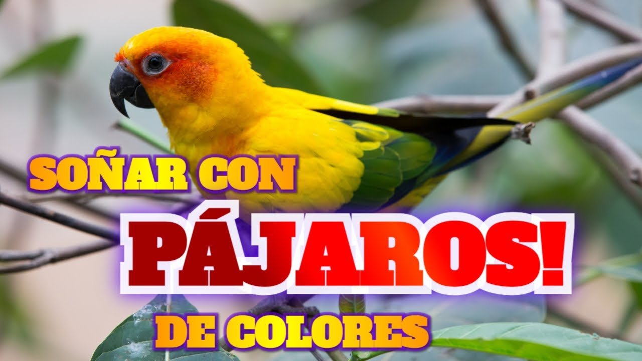 que significa soñar con aves de colores