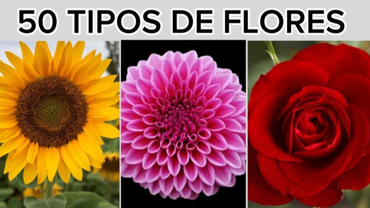 tipos de flores y sus nombres comunes
