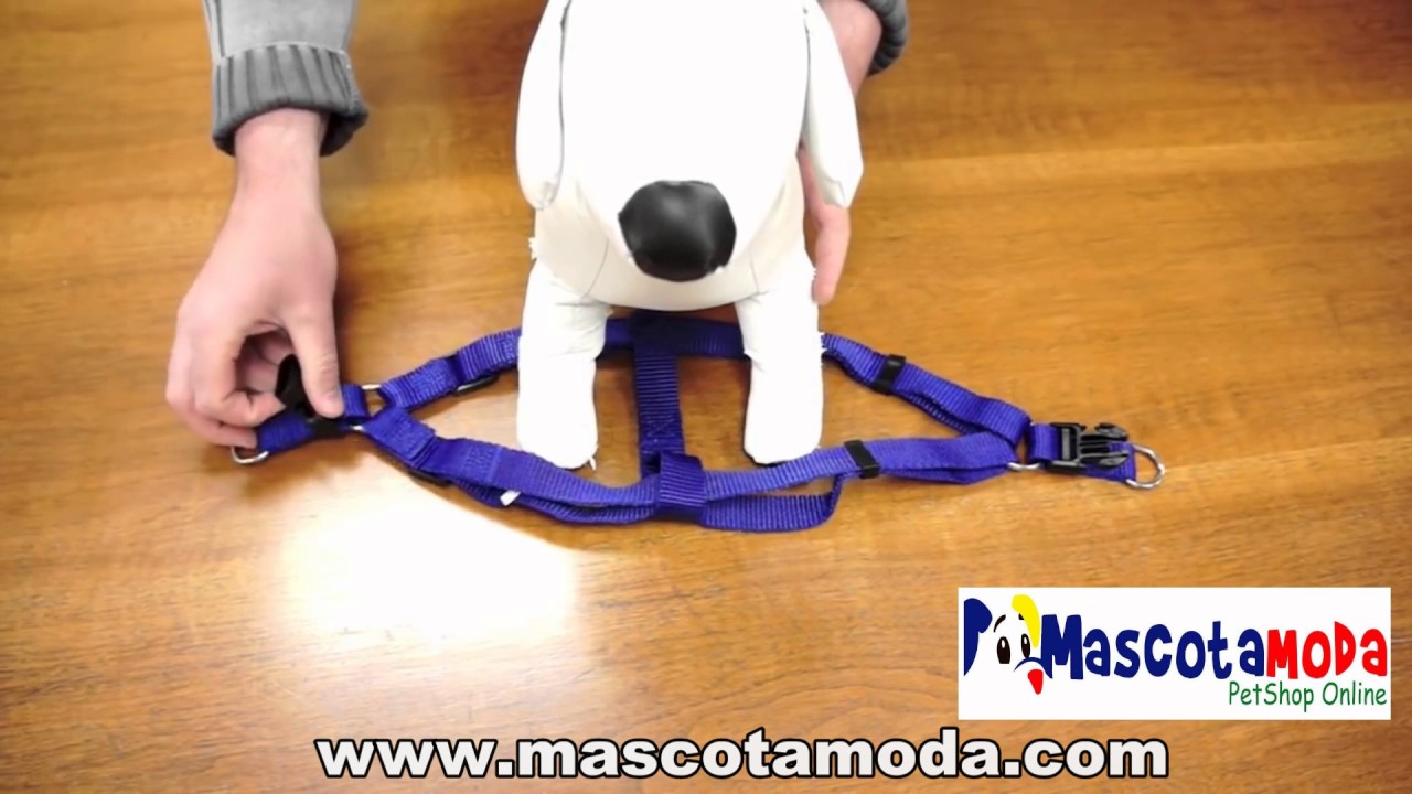 como poner arnes a un perro