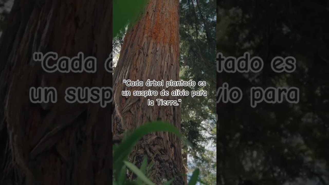 frase bonito arbol de la vida
