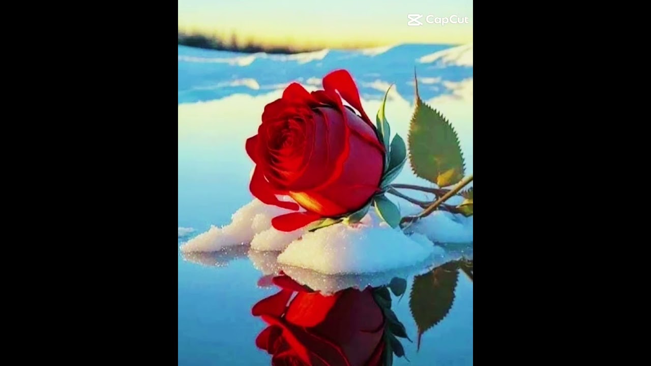 las flores mas bonitas para regalar