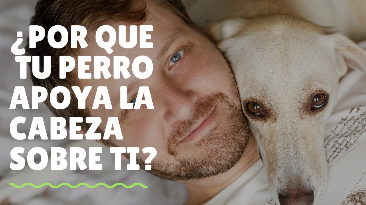 mi perro apoya su cabeza en mi