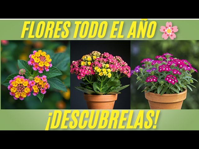 plantas que florecen en junio y julio