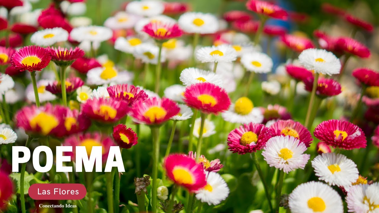 poemas de flores de 4 estrofas