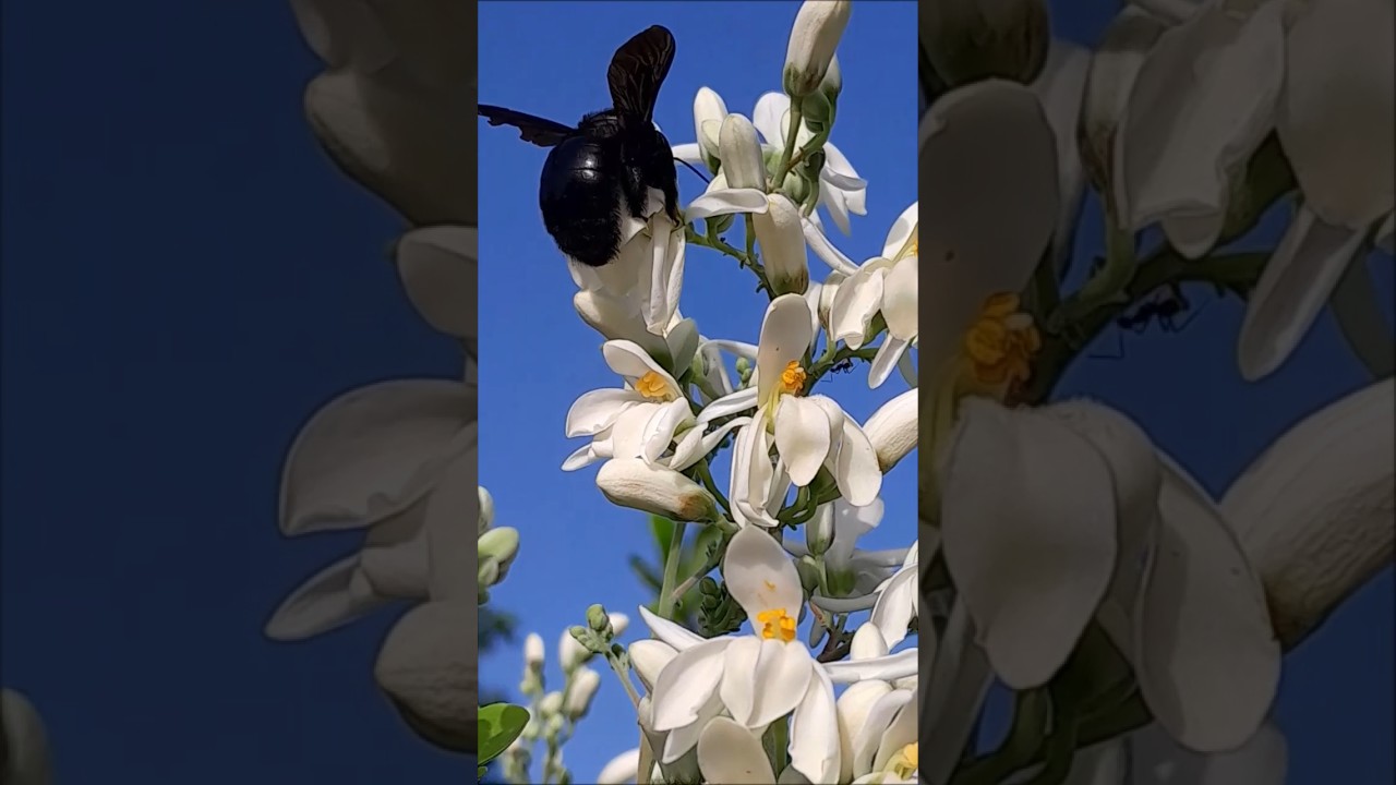 que significa que llegue un abejorro a la casa