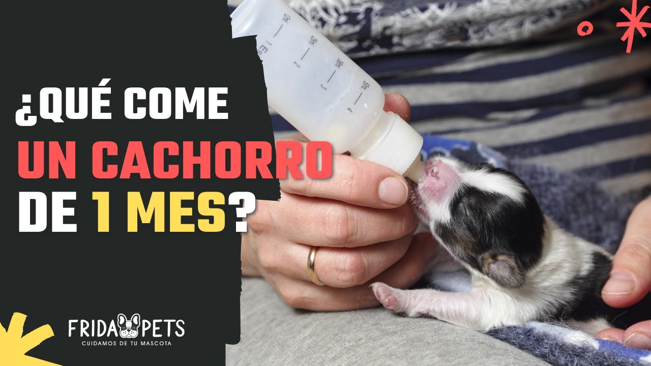 que pueden comer los cachorros de un mes