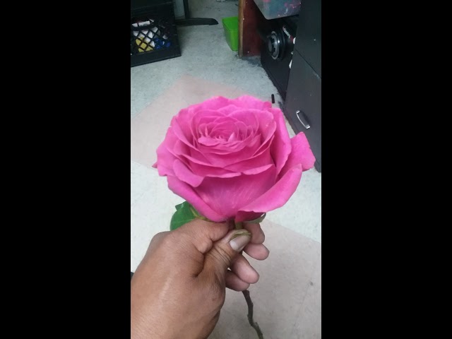 que significa que te regalen una rosa rosa
