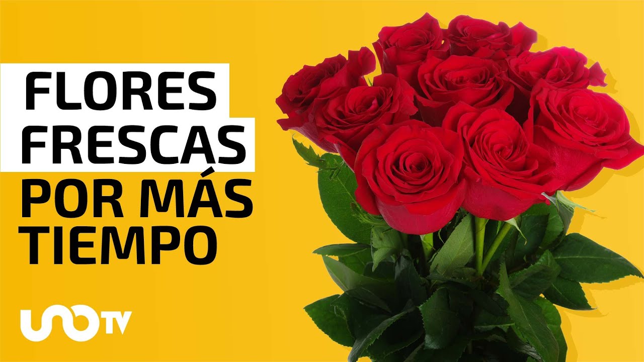como conservar un ramo de rosas
